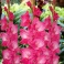 Gladiolus Fairy Tale Pink