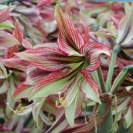 Amaryllis Mystica