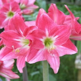 Amaryllis Neon Amaryllis Neon