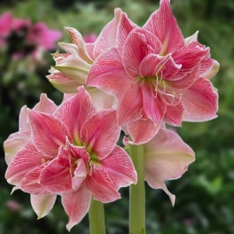 Amaryllis Sweet Nymph