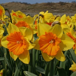 Daffodil Pride of Lions