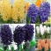 Hyacinth Value Pack