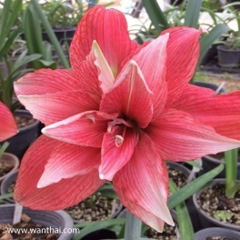 Amaryllis Double Cherry