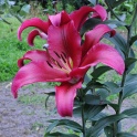 Lily Palazzo fragrant pink flowers