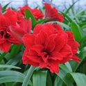 Amaryllis Amarantia Double Red Flowers
