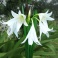Crinum Powellii Alba White Fragrant Flowers