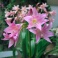 Amarcrinum Howardii Pink Fragrant Flowers
