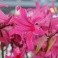 Amarine Belladiva Pink Fragrant Flowers