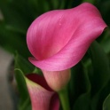 Calla Lily Claudia Deep Pink long lasting bloom