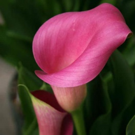 Calla Lily Claudia