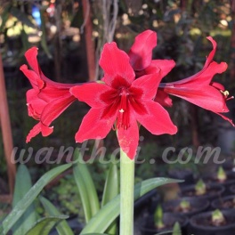 Amaryllis Carina