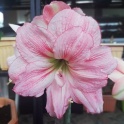 Amaryllis NK2 Pink double flowers with stripes