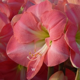 Amaryllis Pink Princess