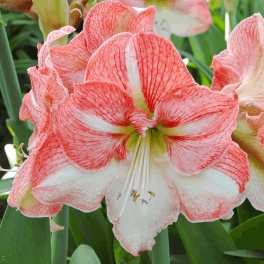 Amaryllis Sao Paulo