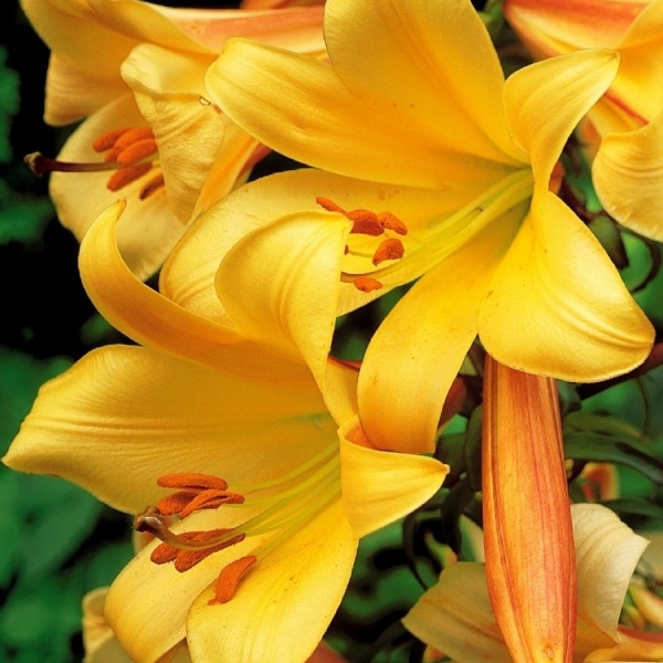 Lily Golden Splendor Has Deep Golden Flower Color Strong Fragrant 