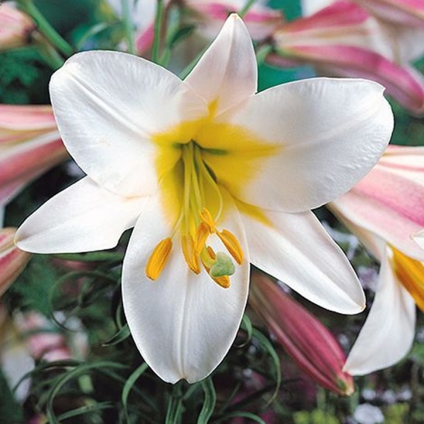Lily Regale has beautiful white flower with yellow in center. Strong ...