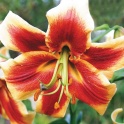 Lily Red Morning Two tone fragrant flowers 3 bulbs