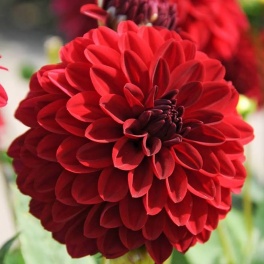 Dahlia Melody Mambo