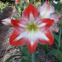 Amaryllis Minerva red flowers with white stripes