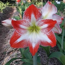 Amaryllis Minerva