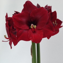 Amaryllis Mandela