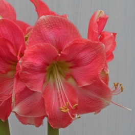 Amaryllis Rosalie