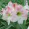Amaryllis Apple Blossom XL