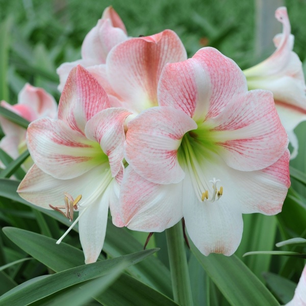 Amaryllis Apple Blossom Huge Flower Size With Pink And White Flowers