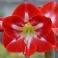 Amaryllis Dynasty, red flowers with white stripes