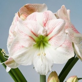 Amaryllis Princess Claire