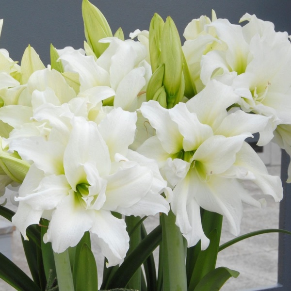 Amaryllis Mini White. Double petals with White beautiful flowers. Fragrance  flowers.