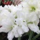 Amaryllis Mini White