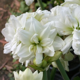 Amaryllis Mini White