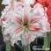 Amaryllis Philadelphia double flowers