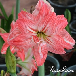 Amaryllis Lady Jane