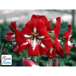 Amaryllis Barbados Amaryllis Barbados