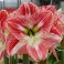 Amaryllis Flamed Queen XL red flowers with white stripes