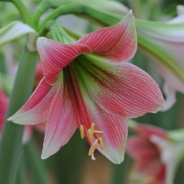 Amaryllis Misty