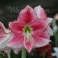 Amaryllis Hollywood sweet pink flowers