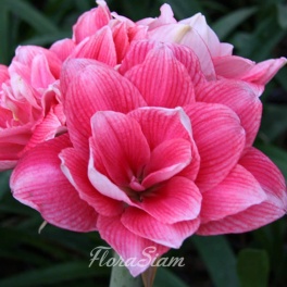 Amaryllis Double Dream