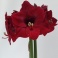 Amaryllis Benfica Deep Red flowers