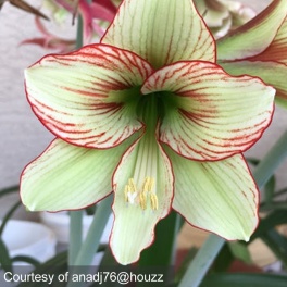 Amaryllis Ratatouille