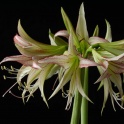 Amaryllis Emerald exotic green color with stripes
