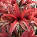 Amaryllis Cybister Rose exotic pink color