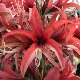 Amaryllis Cybister Rose