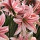 Amaryllis Sweet Lilian pink color with beautiful stripes