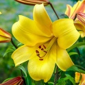 Lily Yellow Planet golden yellow with fragrant