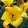 Lily Yellow Planet