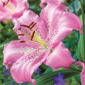 Lily Josephine pink flowers sweet fragrant