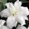 Lily Lotus Beauty double white flowers